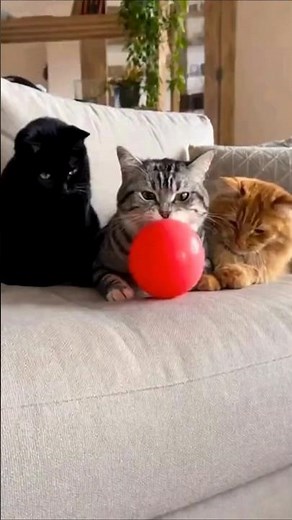 Cats + balloons = guaranteed laughter! 😂🐾 Enjoy these playful kitties chasing and popping balloon