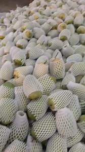 864 reactions · 12 shares | U.S KESAR MANGO EXPORT PACKING 省 #banana #pomegranate #mango #fruits #grapes #export #farming #watermelon #apple #sitafal | Anil Sathvara | Facebook