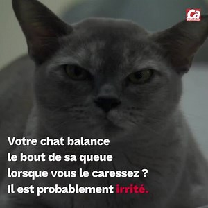 CAM - Comment comprendre le comportement d’un chat ?