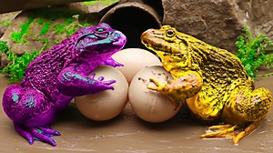 424K views · 3.2K reactions | Mud Survival Battle - Couple Frog Nuggets, Koi Fish, Lizards, Fighting For Food #kidstoys #food #videosparaniños #funny | Kids Toy TV | Facebook
