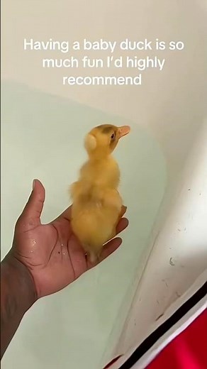 You should get a crested duck