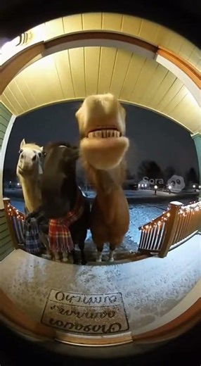 Look at these crazy horses singing! #brainrot #funny #helpmemakethismakesense #slop #world