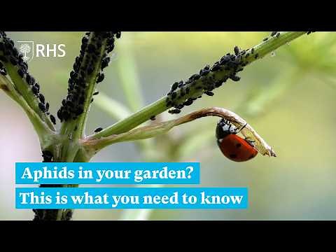 How to deal with Aphids in your garden | The RHS