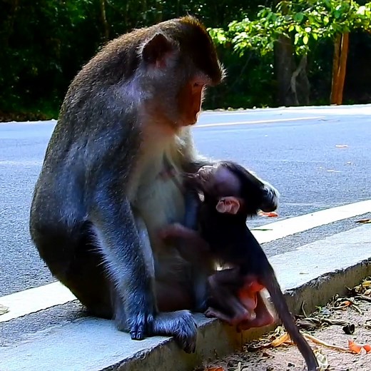 41K views · 493 reactions | Bad mother monkey weaning milk her small baby so bad | Entertainment Monkey Galaxy | Facebook