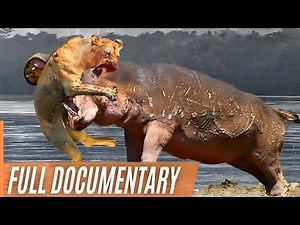 Deadly Encounters With A Hippo: Africa's Most Dangerous Wildlife