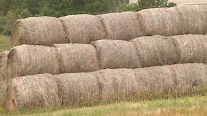 1.8K views · 28 reactions | Here's a 'quick and dirty' explanation as to why wet hay bales catch on fire. EDIT: Please accept my apology for saying plants consume oxygen and exhale CO2...they in fact consume CO2 and exhale oxygen. It's a fact I feel terrible for flipping in the script. | Meteorologist Amber Wheeler | Facebook