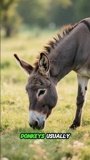 Donkey vs Zebra 🦓🐴 | Same Family but Very Different!
