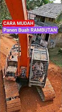 Easy way to harvest rambutan #fruitpicking