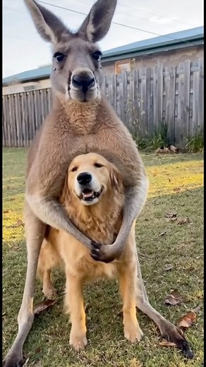 Only in Australia, mate… A kangaroo straight-up grabbed the family dog like it’s negotiating a ransom 🤣🦘🐶 #kangaroo #australia #funnyanimals #aussielife #wildlife #straya #funnyvideo #dogsoftiktok #australianoutback #viralreels #onlyinaustralia #reelsaustralia | Proud Aussie