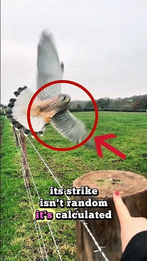 How Fast Is a Peregrine Falcon? (300+ KM/H Dive Explained) 🦅