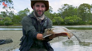 Coyote and the crew participate find a STINGRAY!! Get ready to see this stingray up close and personal! | Coyote Peterson