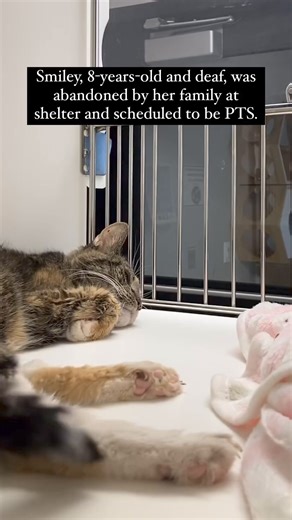 WELCOME HOME, SMILEY! 🐱 Smiley was scheduled to be PTS at the shelter where her family left her after 8 years. The paperwork that they filled out said “I don’t want it” on the line next to “reason for surrender”. We were not going to let her die alone in the shelter, and picked her up before her time-stamp expired. She needed us. Smiley is eight years old with some medical issues like anemia, dehydration, possible thyroid issues, and an ear infection that we’re investigating, plus, she is deaf.
