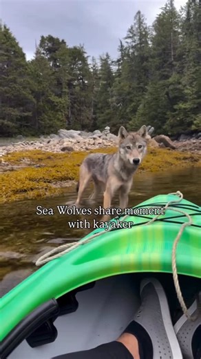 Women for Wolves on Instagram: "@atticuspoetry shared a rare coastal wolf encounter while kayaking in the Great Bear Rainforest. He got stuck on a shallow patch of rock and an entire pack stepped out of the trees. Moments like these are rare, wild wolves are incredibly elusive and fearful of humans. Coastal wolves are one of the most unique wolf populations on Earth. Research shows 70–90% of their diet comes from the ocean, they travel beaches and swim between islands, and they’ve historically h