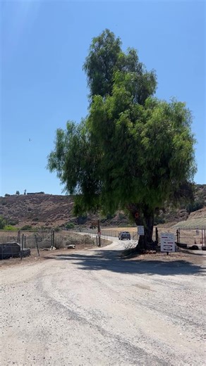 coyoteskydancer on TikTok