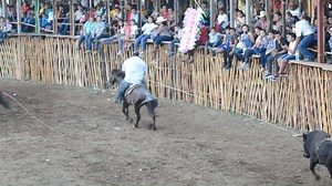 Lo reto, le tiro y lo lazo.. es Miguel Galvan de Tixko y es asi como se lucio en su propio pueblo. un icono de lazo profesional le estampo la soga vaquera en los cuernos del toro llamado el pollero del rancho san jose de mamita. una fortuna ver nuevamente a este vaquero en los ruedos y vaya la manera en la que regresó.. | Ke Fiestas
