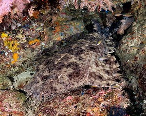 Jaw-Dropping Photos of Sea Life in One of the Most Biodiverse Regions of the World