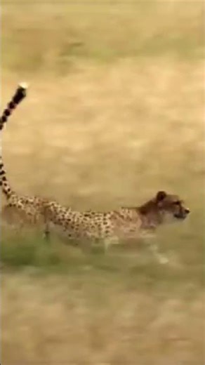 ncredible Animal Moments#animals