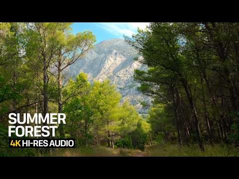 Summer Pine Forest | Cicada Sounds & Wind for Sleep & Relaxation