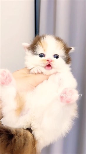 Very Cute Kittens 🧸😻💕 #cat #cute #cats #kitten