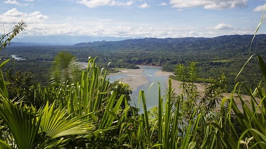 How to generate electricity from living plants