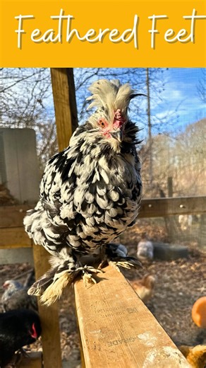 Feathered feet are one of my favorite chicken features! But they can cause issues if not watched! You also want to provide a flat roosting spot for them to cover those feet at night with their bodies. How many chickens on your flock have feathered feet? #feet #chickenfeet #chickens #winter #purelychickens chickenkeeper #chickenkeeping #chickensofinstagram #instagramchickens #hens #chickenbreeds #chickencare #petchicken | Purely Chickens