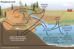 Phosphorus Cycle