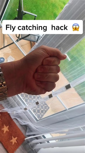 Fly Catching Hack: How to Catch a Fly Easily