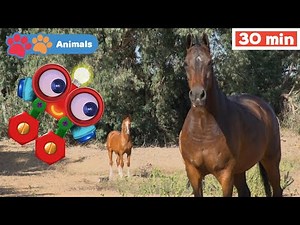 Kids Learn About Animals with Robi | Educational Early Learning Videos with Horse, Chicken & Fox