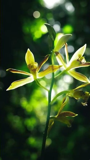 Flonà and Flora in Cambodia