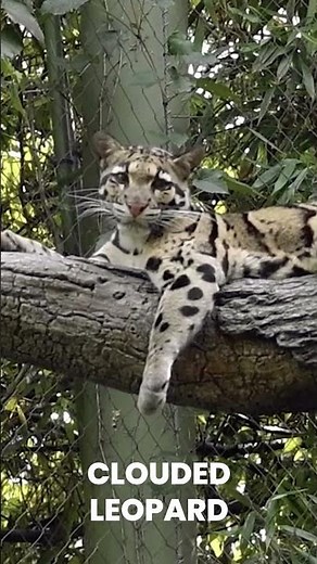Clouded Leopard