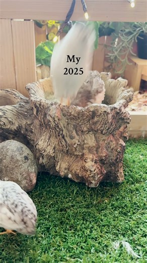 POV: 2025. #birds #buttonquail #petbirds #pets #2025
