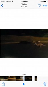 VIDEO: Fox running around the Raintree neighborhood