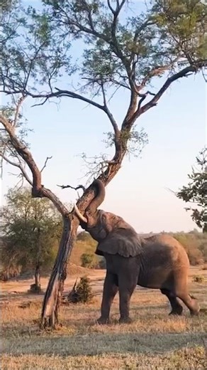 Elephant Uproots a Giant Tree! 💥🐘🌳