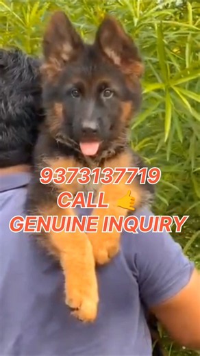 FLUFFY GERMAN SHEPHERD 😍🐺 | KING LOOK GSD PUPPY 🔥 | 2026
