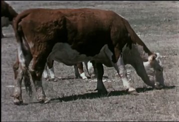 Dust Bowl: Great Plains Drought and Soil Erosion - American Farming Crisis