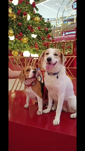 2.4K views · 90 reactions | Time flies so fast... #FlashbackFriday #beagle #beagledog #beaglelovers #dogs #doglovers #reels #reelsfb | Baileys The Beagle | Facebook