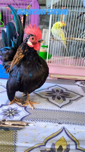 Good day Pretty little chicken #chicken #chickenbreed #fancychicken