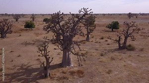 Aerial footage of savanna land scattered with baobab trees Adansonia digitata and some small green bush trees, Fatick, Senegal, going sideway while panning close to group of baobab trees.