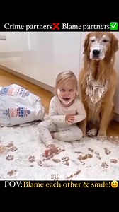 Dog says child did it. Child says dog did it😂. Just two angels blaming each other😍. . . . . #dogs #kids #unconditional #bonding #unconditionallove #dog #blame #partner #cuteness #cutenessoverloaded #bestmoments #loyalty #innocence #reelsviralシfb #reelsfbシ #viralvideoシ | Labrador Vlogs