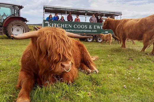 This Scottish Castle Offers Highland Cow Cuddling Safaris—and It’s as Wholesome as It Sounds