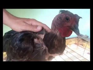 How to Cure White Diarrhea in Chickens