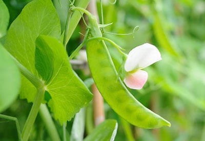 How to Inoculate Peas and Beans | Planet Natural
