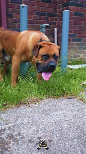 Nobody Is Producing Boerboels Like This. Nobody.