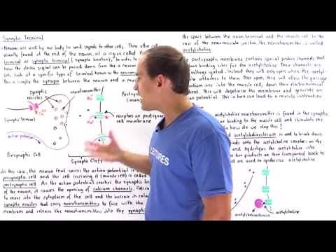 Synaptic Terminal (Neuromuscular Junction)