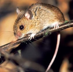 How do scientists decide which animal genome to sequence next?