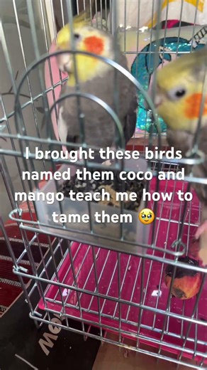 Teach me am a noob 🥹