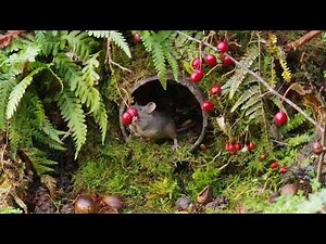 George the Mouse and the rusty old pipe down by the stream