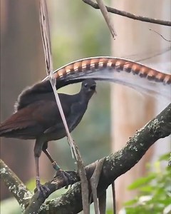 136K views · 4.4K reactions | So beautiful small colorfuly swiming so perfect | Amazing World | Facebook