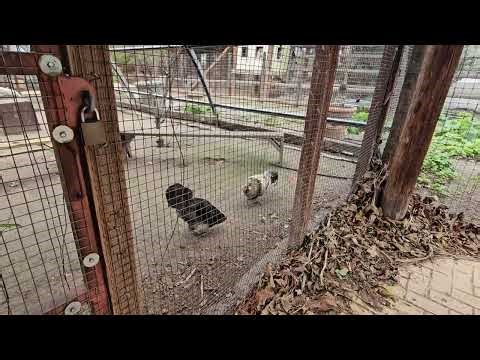 Gold Silver ROLEX are CRASHING! How LOW will ROLEX & GOLD prices CRASH?