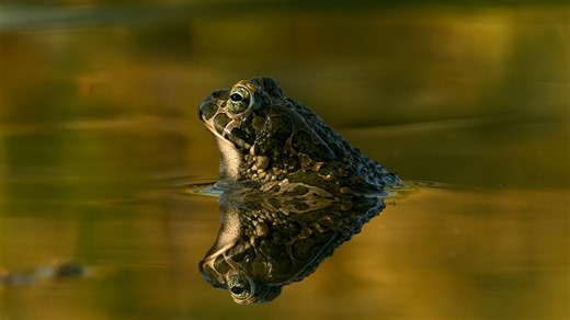 Amphibians – Toad and Frog in the Natural Aquatic Environment